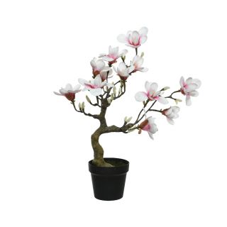 Magnolia in Flowerpot 60cm.