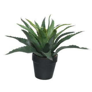 Aloe in a Flowerpot 25cm.