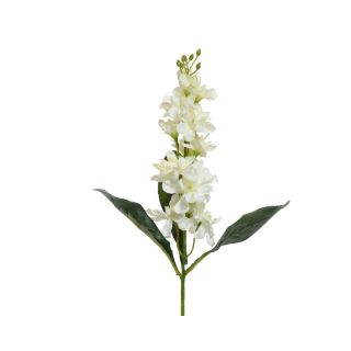 Φυτό Λευκό Δελφίνιο 50cm