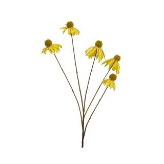 Φυτό Κίτρινη Μαργαρίτα
