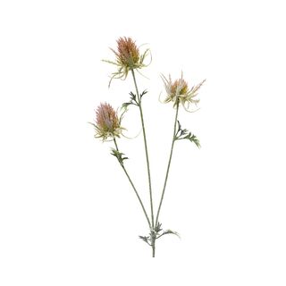 Κλαδί γαϊδουράγκαθο H.70cm